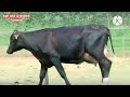 world s highest milking biggest udder holstein friesian cow breed 80 litters milk per day hf gay