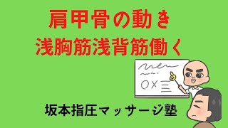 肩甲骨の動き　浅胸筋、浅背筋のまとめ