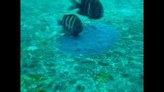 Sergeant Major fish (protecting eggs) - Bonaire