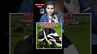 अल्लाह की कुदरत गाय के ऊपर एक नाम लिखा है #Allah