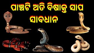 ପାଞ୍ଚଟି ଅତି ବିଷାକ୍ତ ସାପ | 5 poisons snake | Snake bite | India snake |