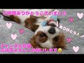 【キャバリア】初めて洋服を着た子犬のリアクション🐶the reaction of a puppy wearing clothes for the first time