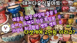 다육이 화분 쇼핑 🛍 신상!! 업그레이드 야심작 예운분. 휴식공방분. 도앤도분 🪴  가성비 최고의화분 셋트도~!! 대전 다육식물마트 010-5057-4988 (23.76)