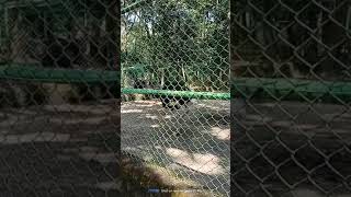 Male Ostrich in Ormanjhi Zoo Ranchi #jharkhand #vlog #ranchi #chandradeepkumar #youtube