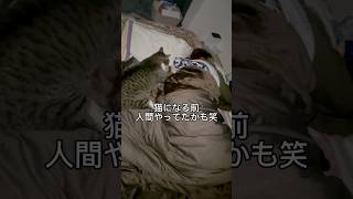 人間の枕を使ってベッドの真ん中で寝る猫www#猫のいる暮らし #保護猫 #cat #チャンネル登録お願いします