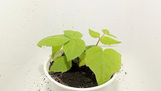 【山菜】ウドの種を植えて見ると？