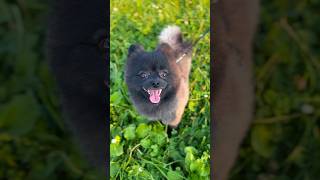 最高の笑顔で楽しさを伝えてくれる黒ポメちゃん　♯ Pomeranian