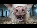 Farm Animal Rescue - We Never Stop