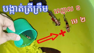 បង្កាត់ត្រីក្រឹម ឈ្មោល១ មេ២ Betta Fish Breeding 1 Male 2 Female Tutorial #sengbetta #bettafish