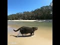 Video Lucu No Copyright
