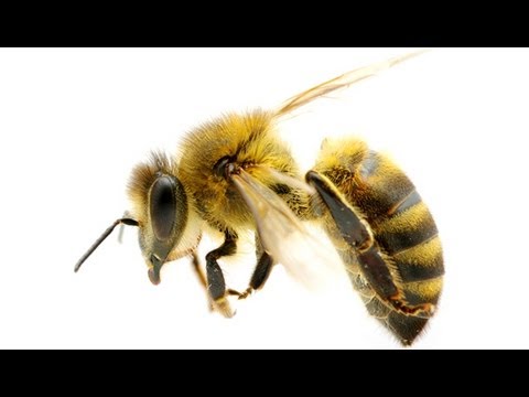 How to Treat Bee Stings at Home - Stung By Bee Treatment How to Treat Bee Stings at Home - Stung By Bee Treatment