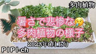 この夏は、多肉植物が痛みました😢そんなベランダの多肉植物の様子など[多肉植物]