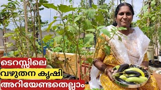 വഴുതന കൃഷി A-Z |  brinjal farming on terrace in container or pot | Malayalam