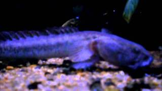 Dragonfish feeding - Updated !