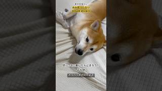 みみ助うらない2024年10月4日#shibainu #柴犬と暮らす #保護犬と暮らす