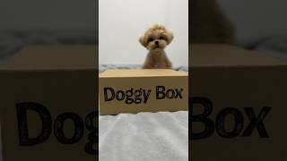 Doggy Boxを開封するペキプー #shorts