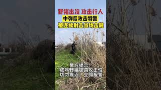 十分驚險！野豬出沒攻擊行人，特警槍擊野豬後遭瘋狂反擊！wild boar【真相記】