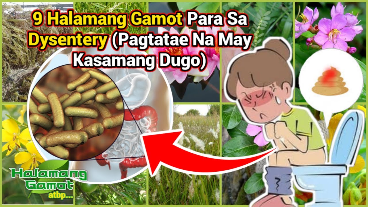 9 Halamang Gamot Para Sa Dysentery O Pagtatae Na May Kasamang Dugo ...