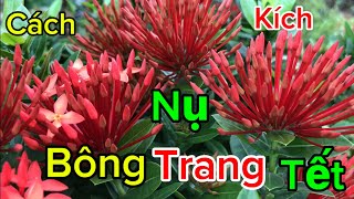 Kích là bật nụ ngay lập tức