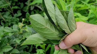 오갈피나무-하늘이내린 명약~한국, 중국에서 최고의 찬사를 받은 약나무!!