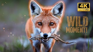 Red Fox: The Red Fox’s Secret Life in the Jungle!