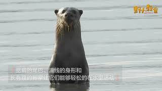 Smooth coated Otter 江獭