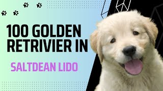 Dogtember - More than 100 Golden Retrivier in Saltdean Lido