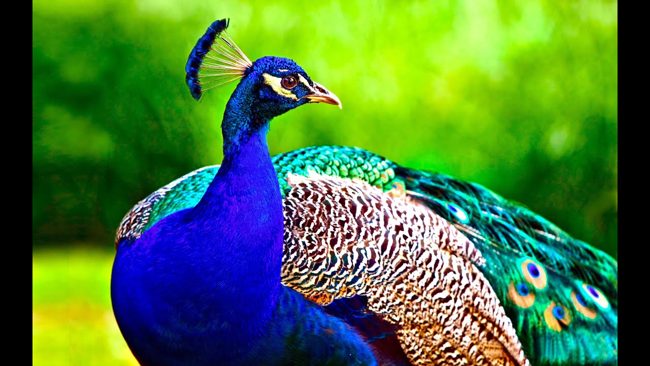 Peacock National Animal - Photos All Recommendation