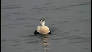 Ejder / Somateria mollissima / Common Eider / ljud-sound