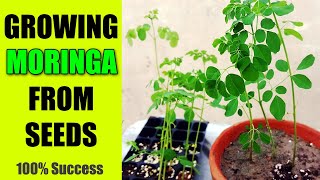 MORINGA PLANT - How to Grow Moringa Plant from Seeds - Sprouting Seeds