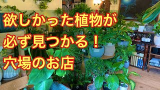 【観葉植物の店　SPROUT】