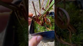 I bought these MASSIVE sarracenia Flava! 5+ growth point atropurpurea! #sarracenia #plants #garden