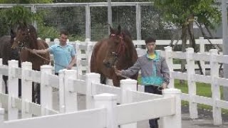 探訪香港賽馬會從化馬場：賽馬通關可秒過 保健休閑做SPA