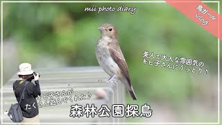 #71【森林公園探鳥】美人で大人な雰囲気の漂うキビ子さんにたくさん遊んでもらった野鳥撮影Vlog♪｜キビタキ｜キビタキ♀｜キビ子さんetc…【のんびり鳥撮り】