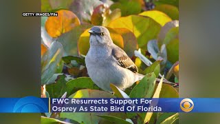 FWC Resurrects Support For Osprey As State Bird Of Florida