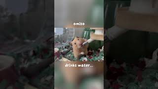 お水を飲むおみそさん。 #キンクマハムスター #ゴールデンハムスター #癒し #ハムスター日記 #かわいい #pets