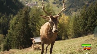 Tra i cervi e gli stambecchi dell’area Faunistica di Pezzo (BS) 09.01.2023