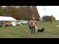 北海道犬保存会　北関東支部展覧会　未成犬牡組　栃神風