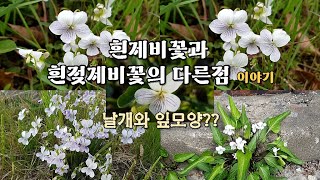 '버들이의 자연이야기' 35흰제비꽃과 흰젖제비꽃구별이야기