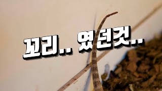 꼬리괴사 혹은 부절 절단 및 치료하는법.. 비어디 드래곤의 흔한 질병