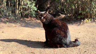 鋭い眼差しでコロッとラッコポーズお茶目なデカい黒猫どんちゃん