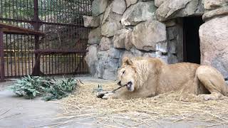 【池田動物園公式】枝と格闘中のチャーリーくん！！①