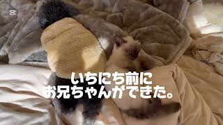 犬とも仲良くできるよ