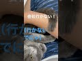 尻尾で会社に行かせたくない猫（ロシアンブルー） shorts