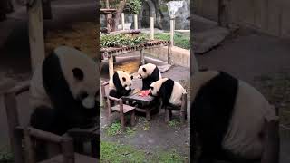 规矩就是规矩，必须纠正，熊猫庆庆座错位置被揍了 | 🤣Panda playing poker | 포커를 하는 팬더 #四喜丸子熊猫 #pandas