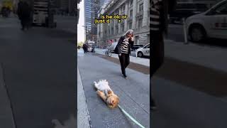 A morning on the sidewalk with Lord Leo.                         #dogs #pomeranian #cute #nyc