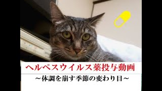 No.12【ヘルペスウィルス薬の投与動画】（２０２３．０２．０１）