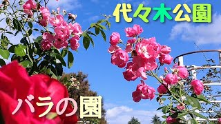 代々木公園  バラの園(その)  沢山咲いてます   2023年10月10日撮影