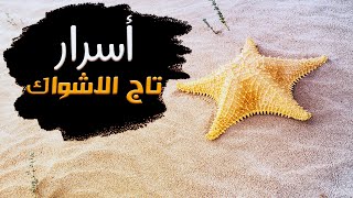 اسرار نجمة البحر