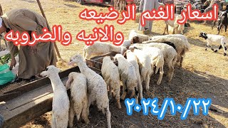 تفاوت باسعار الغنم الرضيعه والانيه والضروبه بسوق الزقازيق شرقيه ٢٠٢٤/١٠/٢٢وتغطيه متواضعه من الارضيه